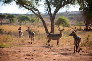Antilopes Waterbuck posing on sunset safari reserve serengeti © gribiere