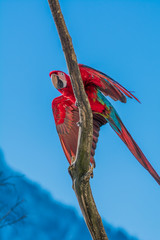 Papagei zeigt Gefieder