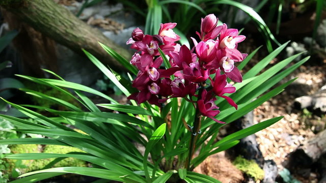 Beautiful orchid growing and blossoming