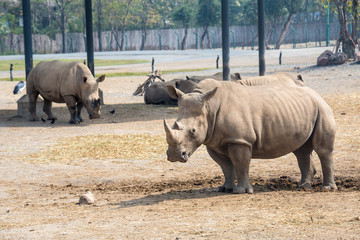 Obraz premium Rhinoceros in the zoo