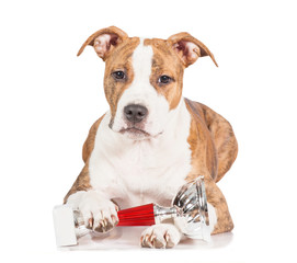 American staffordshire terrier puppy with a winner cup