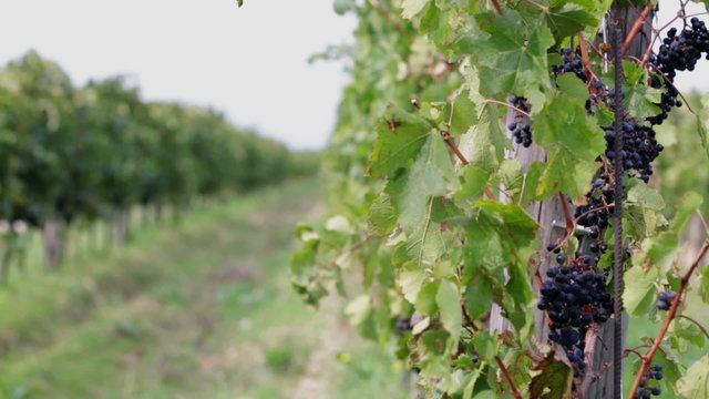 Pan shot of vine rows full of grapes on sunny day