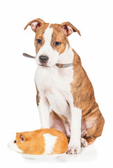 Amstaff puppy preparing to eat a guinea pig with a fork