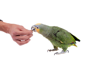 Orange-winged amazon on white background