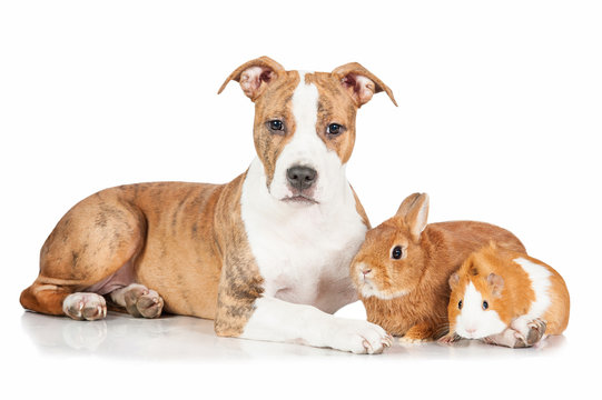 American staffordshire terrier puppy with rabbit and guinea pig
