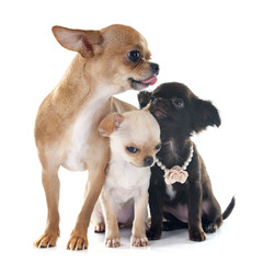 chihuahuas family