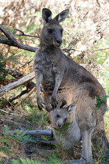 Young kangaroo in mothers pouch