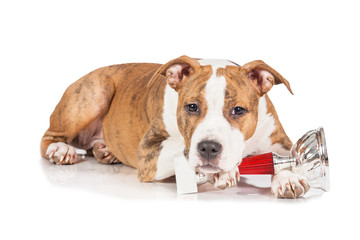 American staffordshire terrier puppy with a winner cup