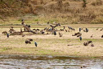 vultures
