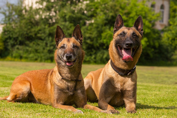 Zwei belgische Schaeferhunde liegen