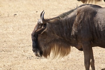 gnu