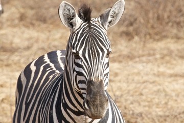 zebra