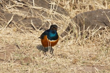 Uccelllo africano