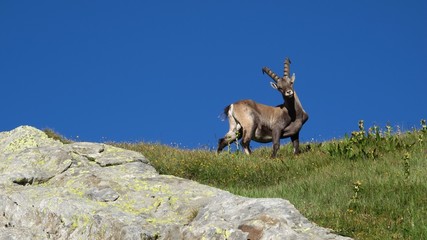 Curious alpine ibex