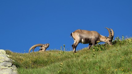 Two alpine ibex grazing on a mountain meadow