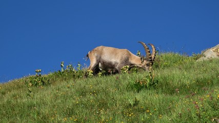 Male alpine ibex grazing on a mountain meadow