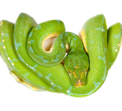 Green Tree Python Albino