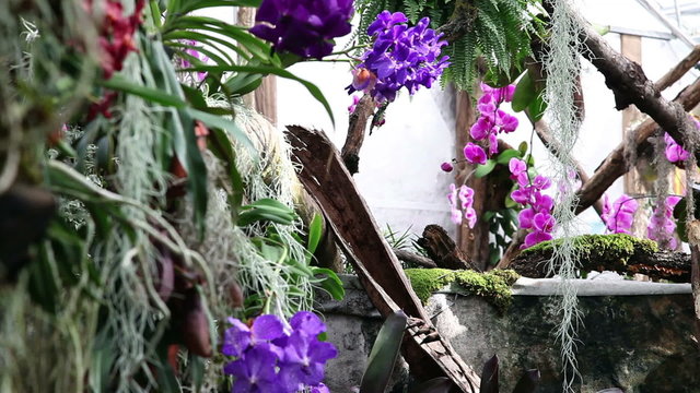 Total of a orchid's garden