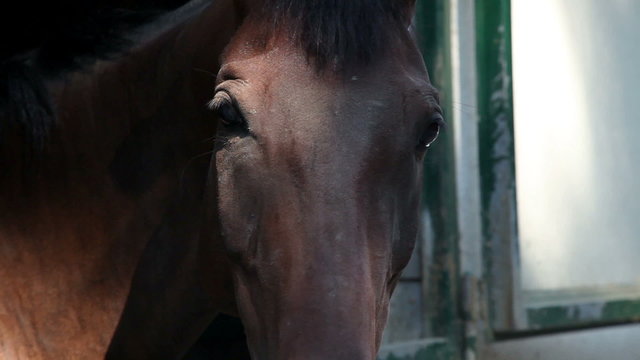 horses in stall that look through the windows 