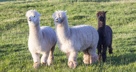 alpaca portrait © travelview