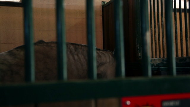 Horses in stall behind iron bars resting