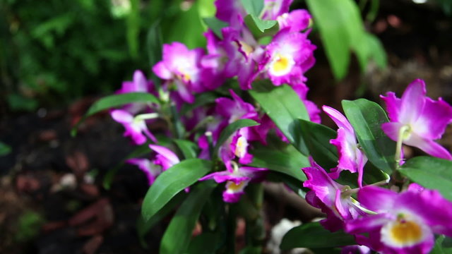 Beautiful violet orchid's blossom
