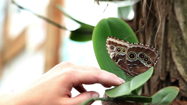 Anonymous hand trying tro touch a nice brown butterfly