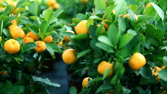 Fruits of mandarin growing on a tree