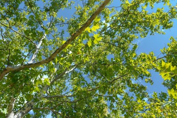 Fototapeta premium Green leaves of a tree in sunlight