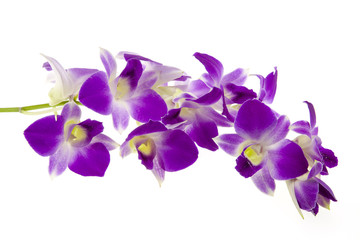 Fototapeta na wymiar purple orchid isolated on white background.
