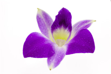 Obraz premium Purple orchid isolated on white background.Closeup.