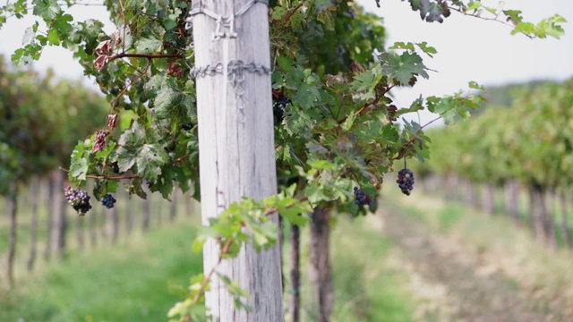 Pan shot from one row of grapevines to another