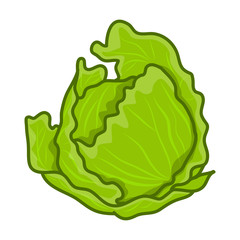 green cabbage cartoon isolated illustration