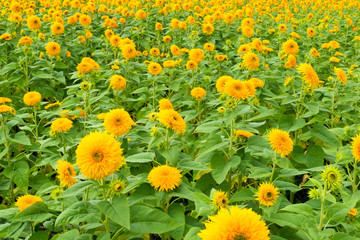 Field of “Tohoku Yae”, Sunflower in Summer