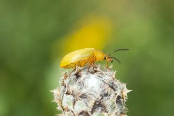 Cteniopus sulphureus on bud