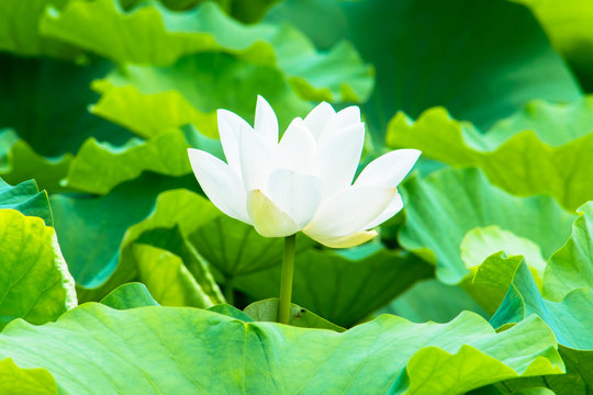 Lotus flower