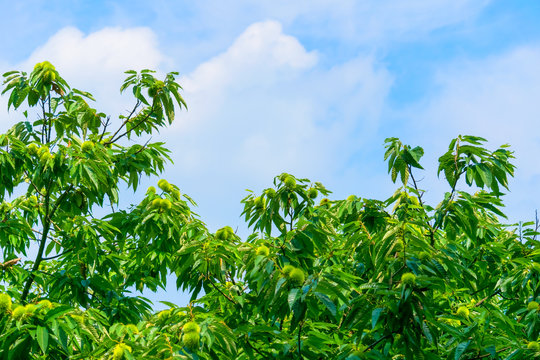 Chestnut tree and green chestnuts