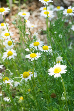 Roman chamomile, herbs