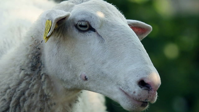 Close up of sheep gazing on pasture at sunset