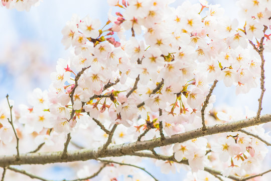 Yoshino cherry blossom in full bloom