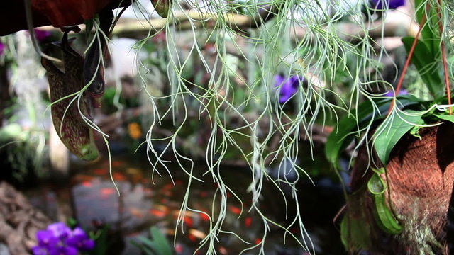 Flower garden with fishpond in the back
