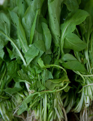 Fototapeta premium green vegetables