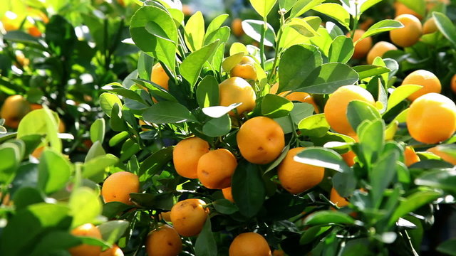Tangerines on tree