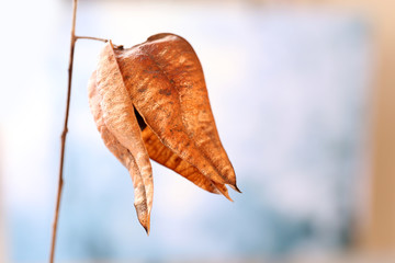 Dried wildflowers on light background