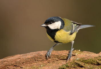 Fototapeta premium Great tit (Parus major)