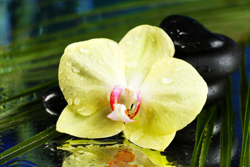 Obraz na płótnie Canvas Orchid flowers with water drops and pebble stones