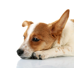 Obraz premium Cute dog isolated on white background