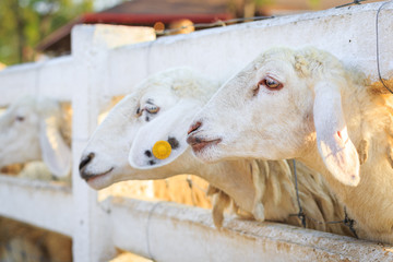 sheeps in farm