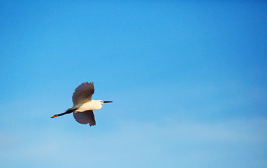 Flying great white egret