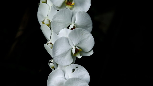Close up of a white orchid's blossom on a black background